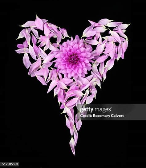 194 Purple Heart Flower Stock Photos, High-Res Pictures, and Images ...