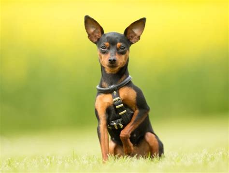 Cómo enseñar al perro a hacer sus necesidades fuera de casa