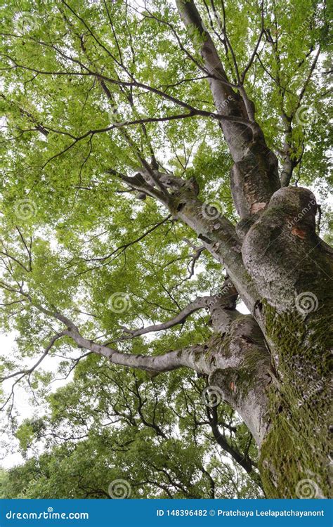 Corteza De Rbol Con Cubierto De Musgo Verde Musgo Verde Que Crece En