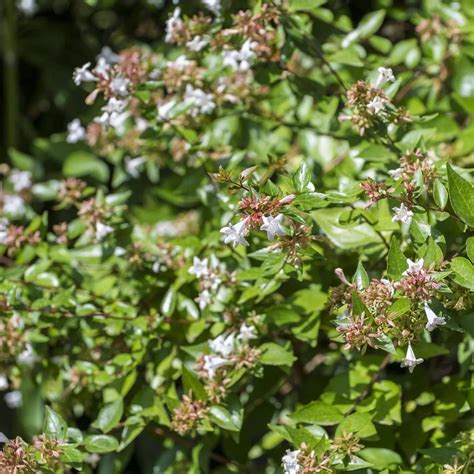 Glossy Abelia Plants Express