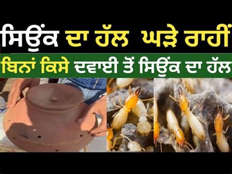 Deemak hatane ke upay Termite treatment in the field ਮਟ ਦ ਘੜ