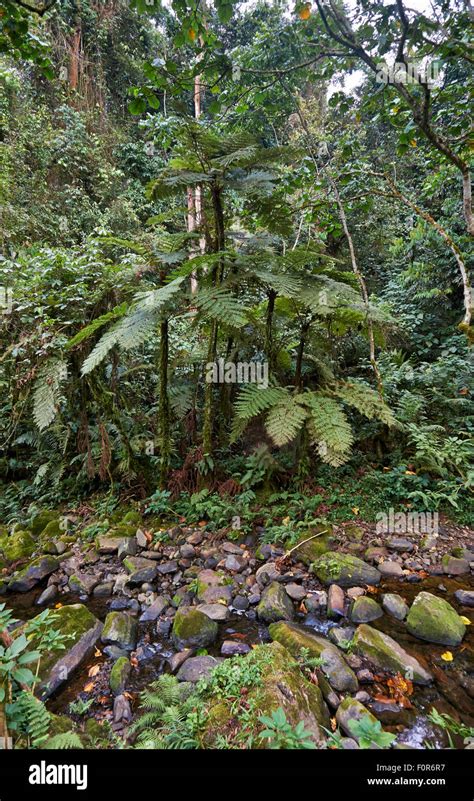 Rain Forest Of Bwindi Impenetrable National Park Uganda Africa Stock