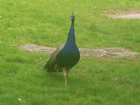 Peacocok On The Run This Peacock Was Roaming Loose Through… Flickr