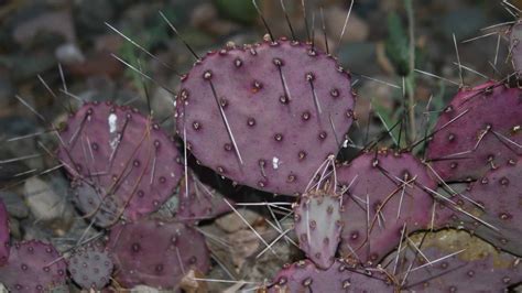 5 Types of Purple Cacti - A-Z Animals