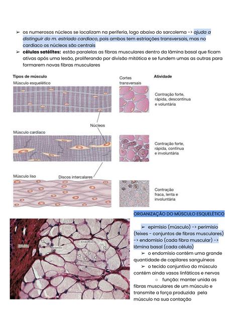 Solution Histologia Tecido Muscular Studypool