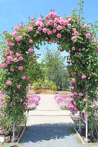 Best Rose Arch Stock Photos Pictures And Royalty Free Images Istock