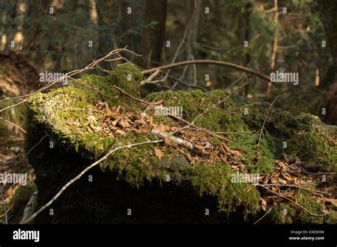 Selbstmord Wald Fotos Und Bildmaterial In Hoher Aufl Sung Alamy