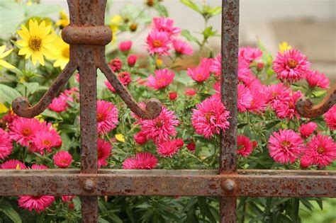 Red Asters Behind A Fence Stock Image Image Of Flora 101401691