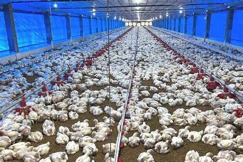 Broiler 30000 Ec Odishavet LIVESTOCK FARMING