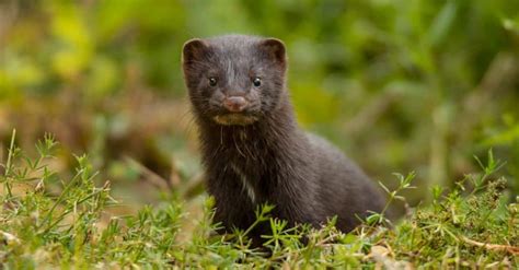 Mink Animal Pictures A Z Animals