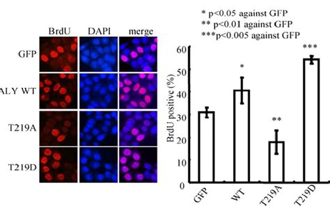 Brdu Cell Proliferation Assay Creative Bioarray Cellassay