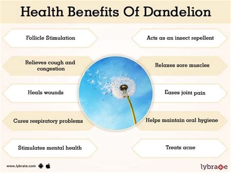 Benefits Of Dandelion Tea And Its Side Effects Lybrate