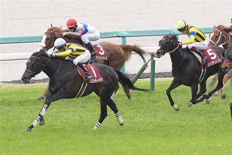 スピーディキック競走馬2019年産 成績｜地方競馬予想のウマニティ