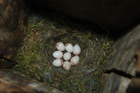 British Bird Egg Identification Chart The Bird House