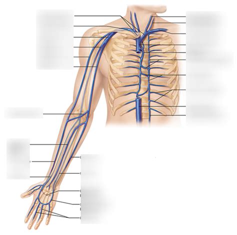 Veins Labeling 22 Diagram Quizlet