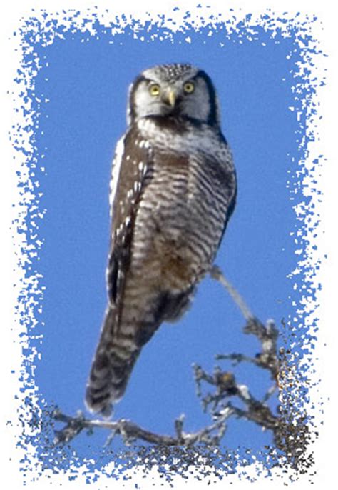 Facts and information about the Northern Hawk Owl are at Animalsnmore.