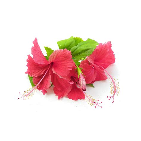 Ayurvedic Hibiscus Hair Mask Strong And Voluminous Hair