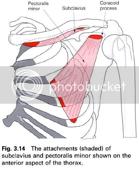 Complete Soccer Training: Muscles stabilizing the clavicle