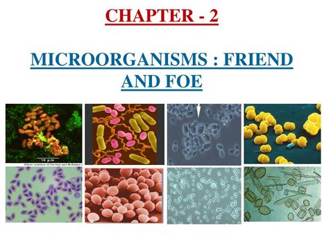 PPT CHAPTER 2 MICROORGANISMS FRIEND AND FOE PowerPoint