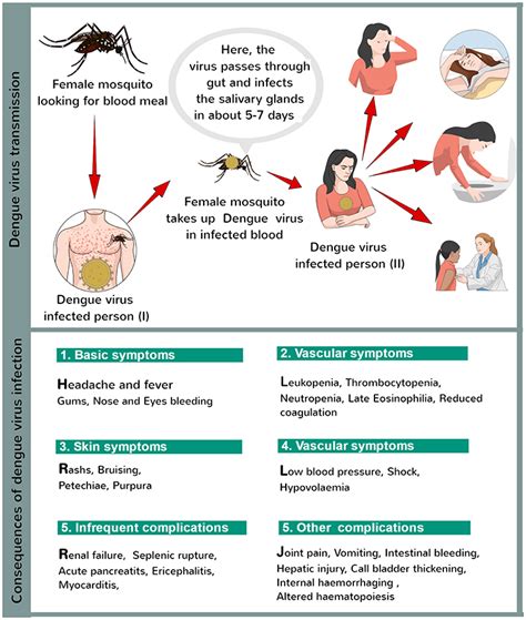 Dengue Fever Prevention