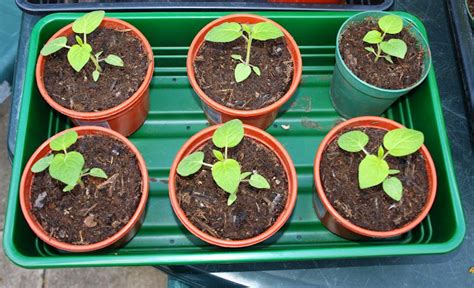 Marks Veg Plot Pricking Out And Potting On