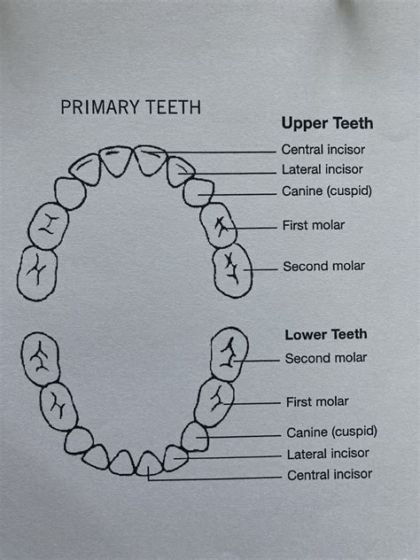 Primary Teeth Eruption Chart Diagram Quizlet