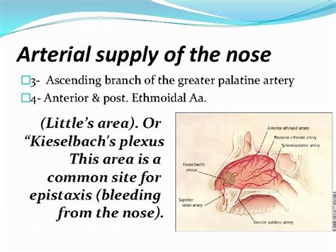 Nose And Paranasal Sinuses By Dr Adel Sahib