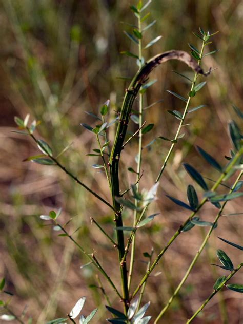 Genista Tinctoria L Pflanzengallen Dr Hans Buhr