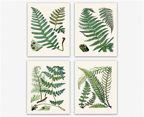 Buy Fern Print Set Of Fern Botanical Prints 4 Fern Posters Botanical