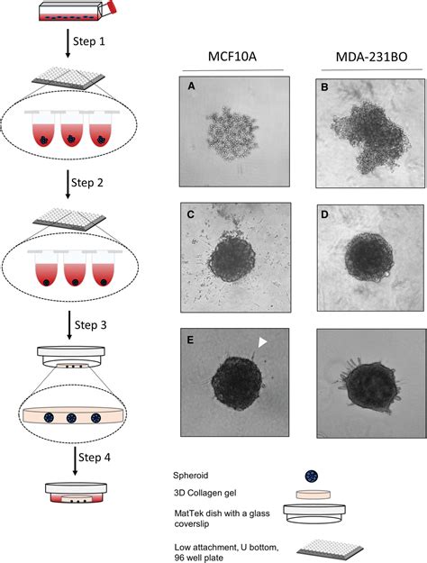 Generation Of 3D Tumor Spheroids With Encapsulating Basement Membranes