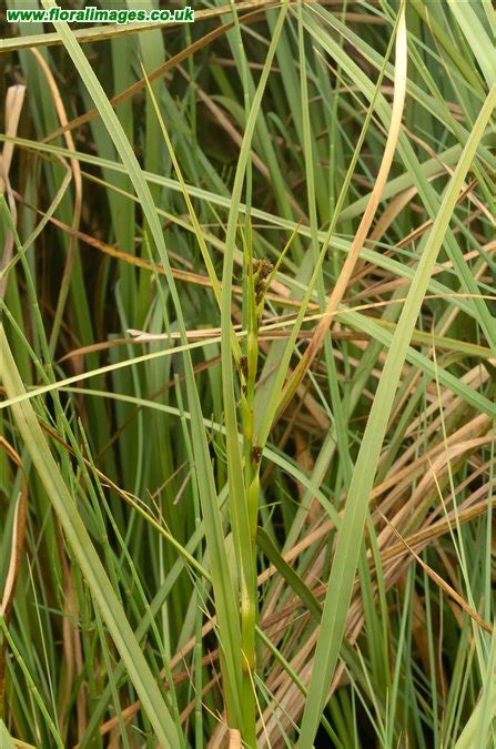 Cladium Mariscus Picture 4 Of 7