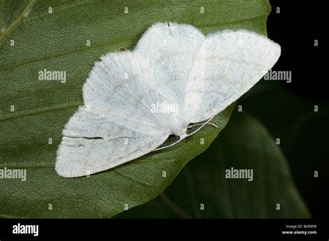 Common White Wave Moth Cabera Pusaria Powys Wales Stock Photo Alamy