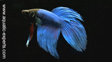 Betta Splendens Siamese Fighting Fish In Hd Youtube