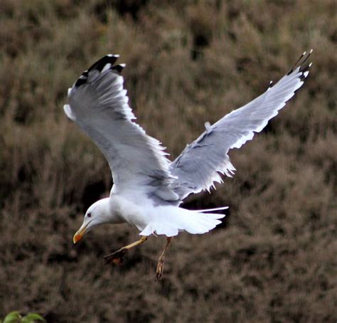 Wildlifebirdsgullsalgarveportugal Acdprt Flickr