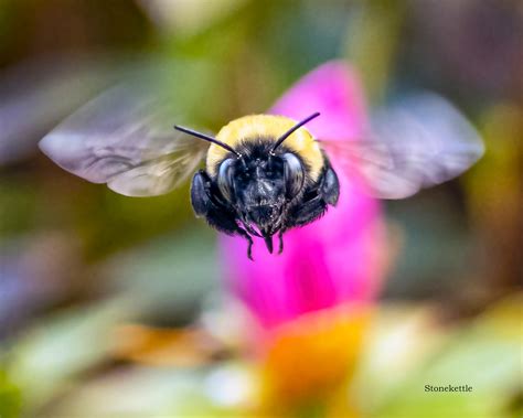 Carpenter Bee 20 Print - Etsy