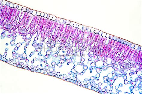 Guard Cells Microscope