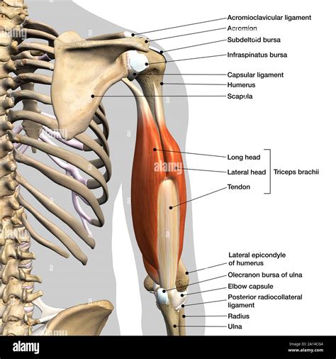 Biceps Triceps Diagram Bicep And Tricep Diagram