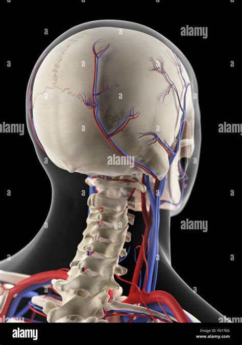 Vena yugular interna fotografías e imágenes de alta resolución Alamy