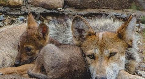 Nacen Tres Cachorros De Lobo Gris Mexicano En El Mude De Saltillo