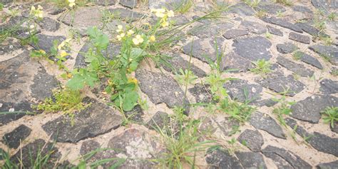 Comment Liminer Les Mauvaises Herbes Entre Les Dalles Du Jardin