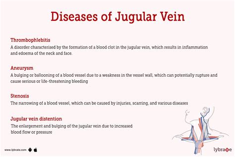 External Jugular Vein