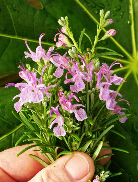 Pink Flowered Rosemary Rosmarinus Officinalis Majorca Pink Bonzai