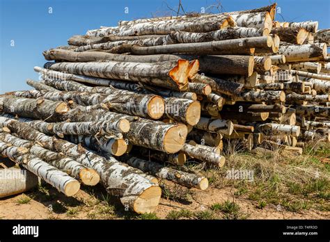 Bunch Of Logs Stacked Up Stack Of Tree Trunks Stack Of Cut Trees