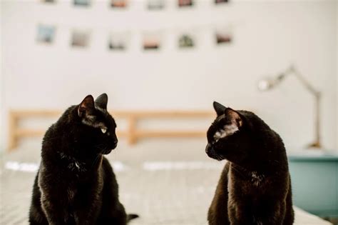 Introducir Un Gato Nuevo En Casa Fase I Intercambio De Olores