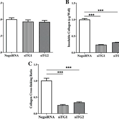 Knockdown Of Transglutaminase 1 Tg1 And Tg2 Isoforms Diminished The