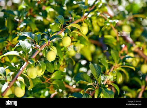 Cherry plum tree Stock Photo - Alamy