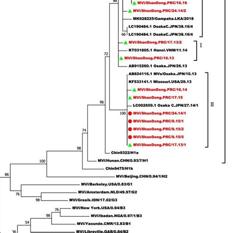 Molecular Phylogenetic Analysis By Maximum Likelihood Method The