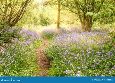 Path Through Bluebell Forest At Sunrise Stock Photo Image Of Beams