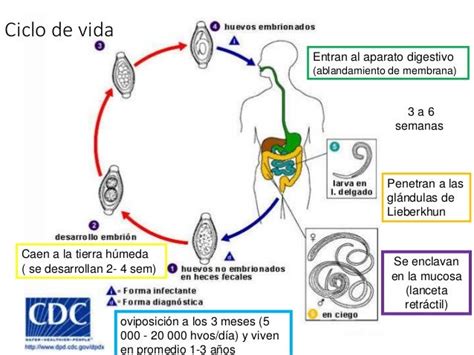 Ciclo De Vida De Trichuris Trichiura Pdf