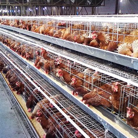 Chick Master Incubator For Sale For Poultry Buy Chick Master